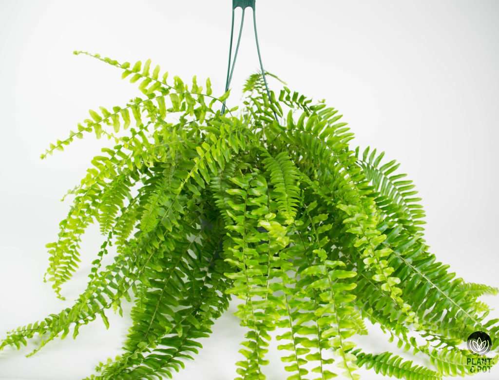 Boston Fern, Nephrolepis
