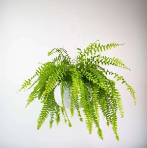 Boston Fern, Nephrolepis