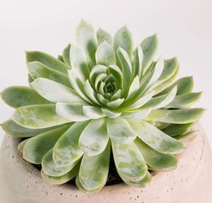Succulent, Echeveria, Echeveria Violet Queen