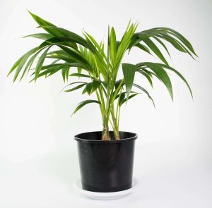 Howea Forsteriana, Kentia Palm