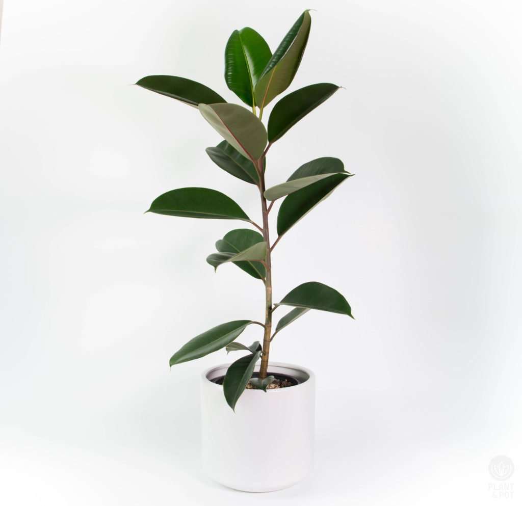 Rubber Tree, Ficus Robusta, Ficus Elastica