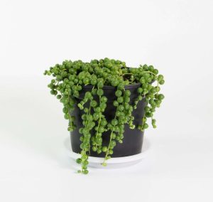 String of Pearls Plant, Senecio Rowleyanus, String of Peas, String of Beads.