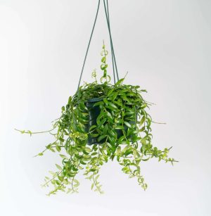 Columnea-Arguta