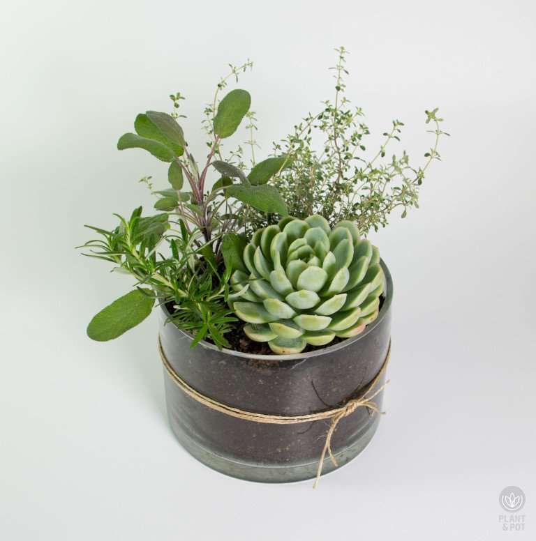 plant gift, herbs, succulent