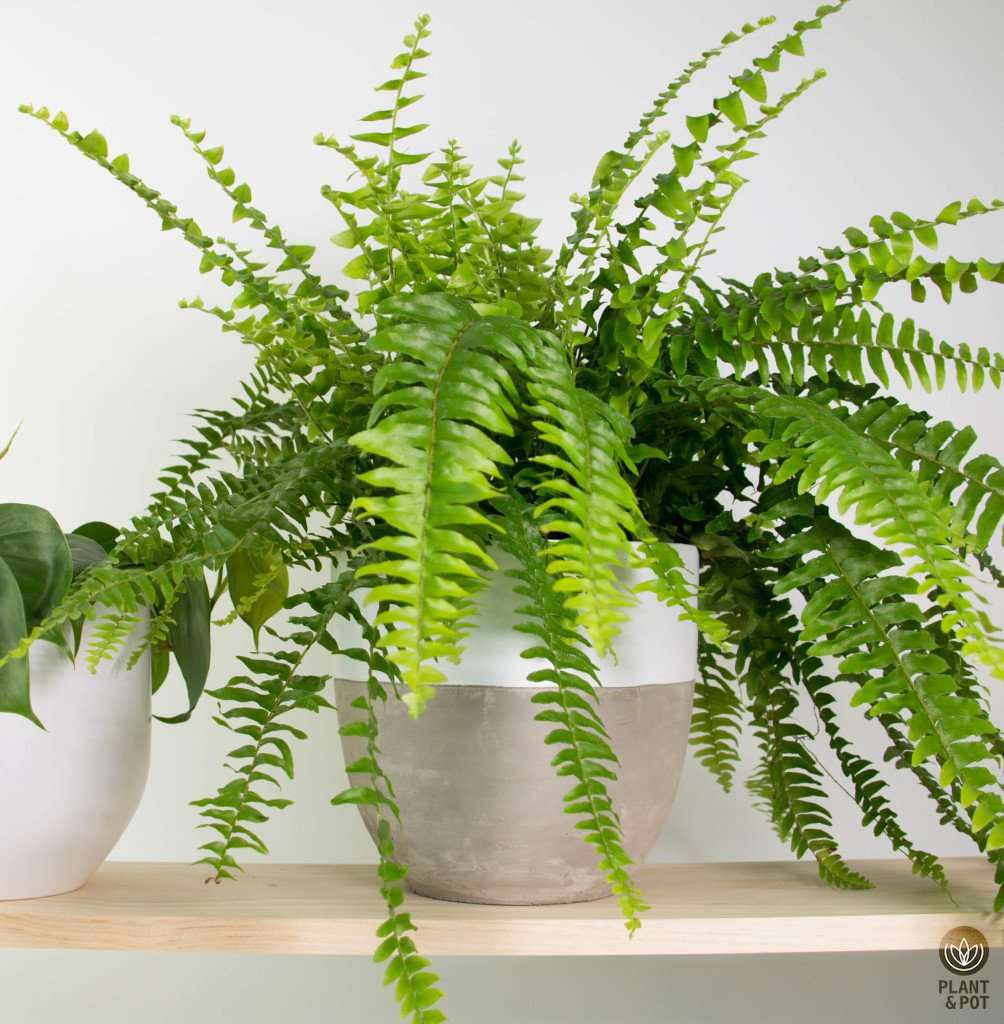 Boston Fern, Concrete Plant Pot