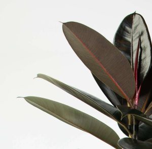 Foliage Close Up - Rubber Tree 'Black Knight'