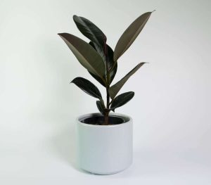 Rubber Tree Black Knight, Ficus Robusta, Plant Gift