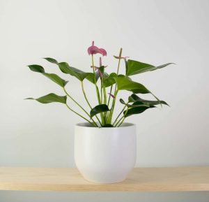Anthurium Joli in Pure White Pot (16cm)