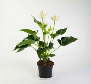 Anthurium White Champion
