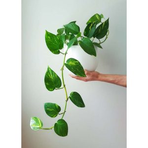 golden-pothos-in-pure-white-pot-19cm