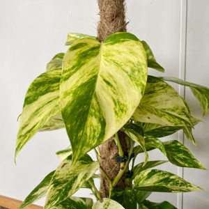 Golden Pothos in close up Golden Pothos in close up