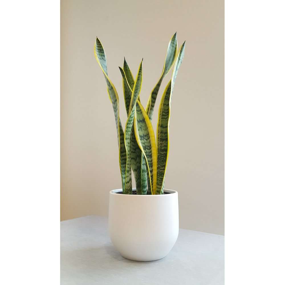 Classic Snake Plant in a Pure White Pot