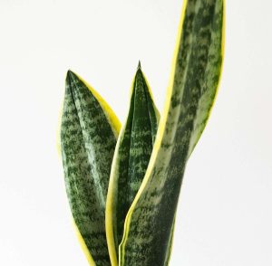 Foliage of Classic Snake Plant, Superba Futura