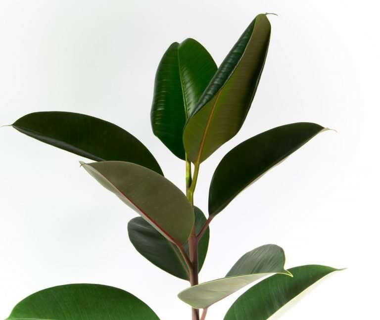 Rubber Tree Close Up Ficus Robusta
