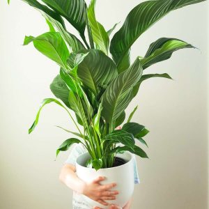 XL Peace Lily Spathiphyllum Silvana