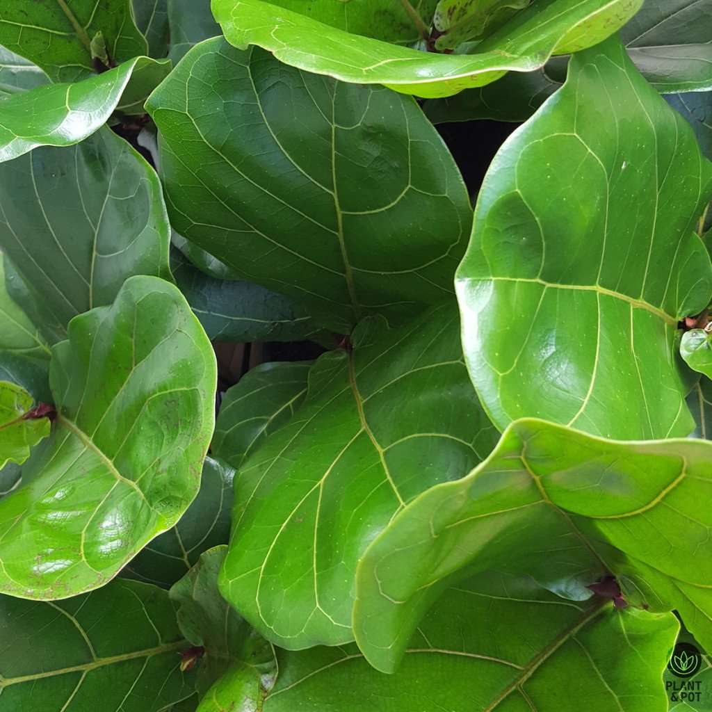 Little Fiddle Leaf Fig 35cm tall approx