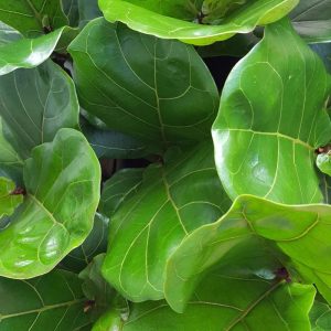 Little Fiddle Leaf Fig 35cm tall approx Little Fiddle Leaf Fig 35cm tall approx