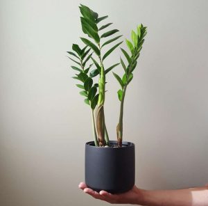 ZZ Plant in Black