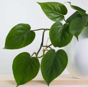heart-leaf-close-up Heart Leaf Philodendron - Close Up of Leaves