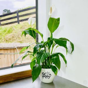 Peace Lily in Be Happy pot.