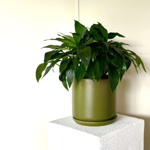 Peace lily in Avocado Oslo planter