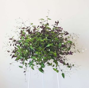 Bridal Veil plant