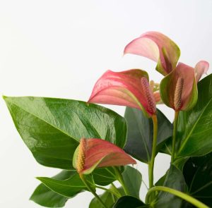 Anthurium Joli, a lovely flowering indoor plant