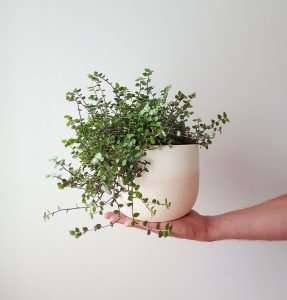 Callisia Bubbles in Renee Boyd Dusty Pink Plant Pot, exclusive to Plant & Pot NZ