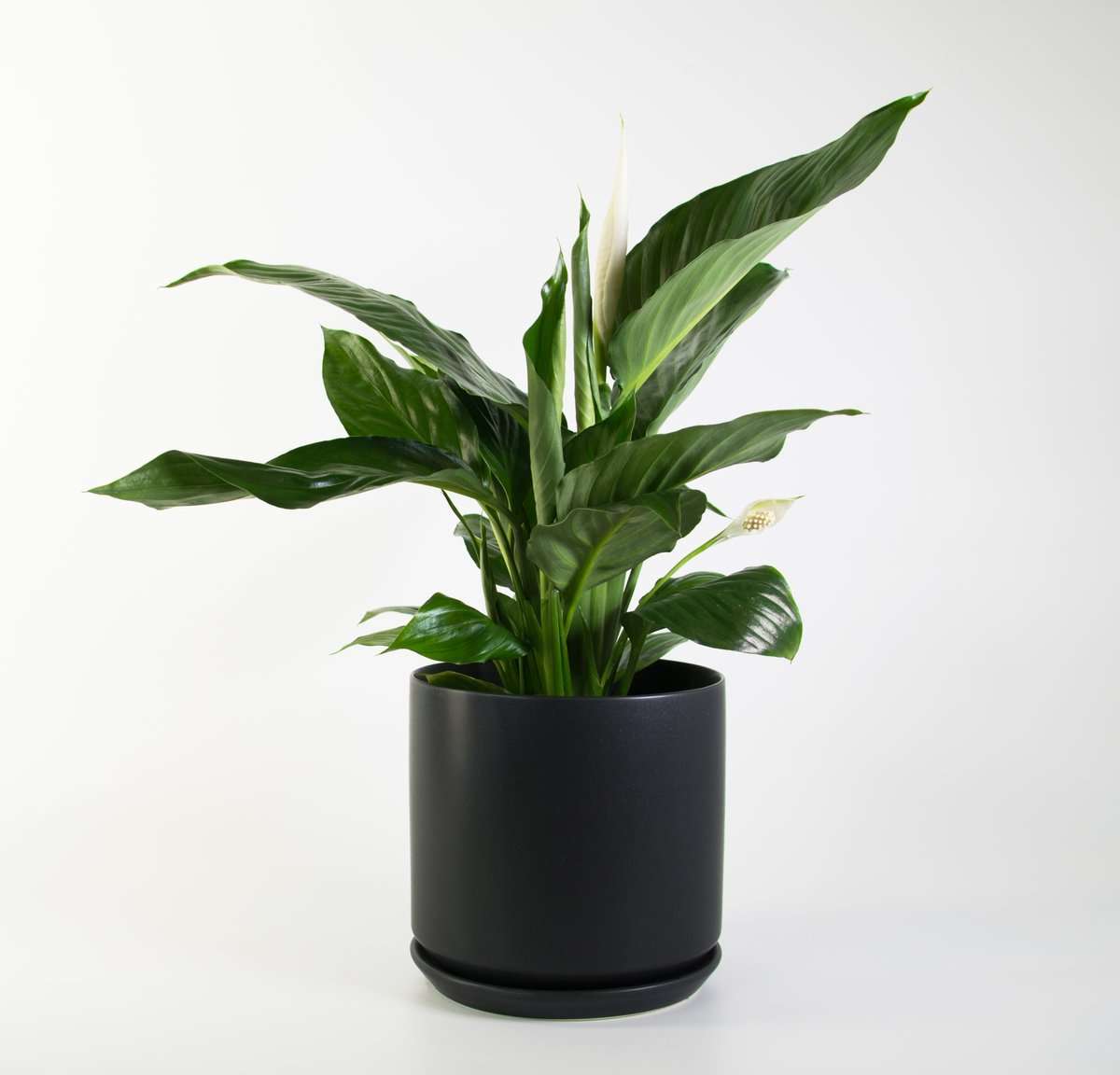 Black Plant Pot 18cm