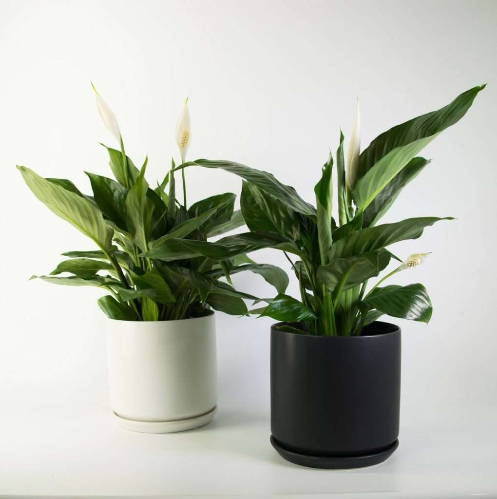 Peace Lily in Black or White 18cm, Purify the Air Pollen Free