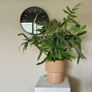 Bluestar Fern in Berlin