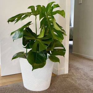 Monstera in Haumea Planter