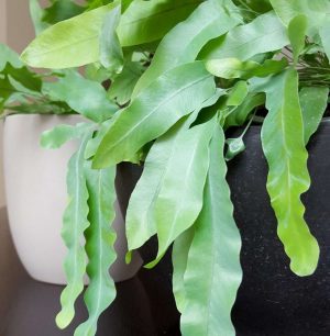 The fronds of a Blue Star Fern (Phlebodium)