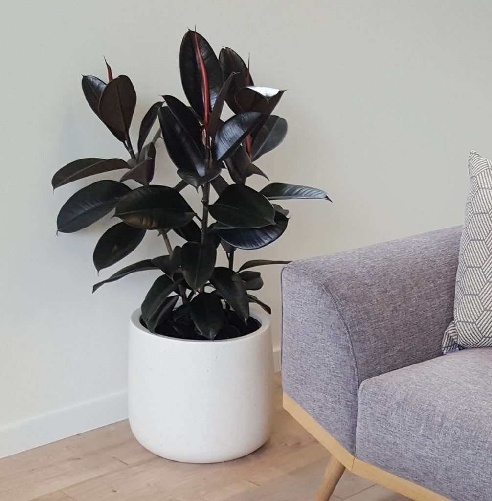 Rubber Tree 'Black Knight' in the Bianca Cylinder Pot, as pictured at the wonderful Market Cove showhome in Favona, Auckland