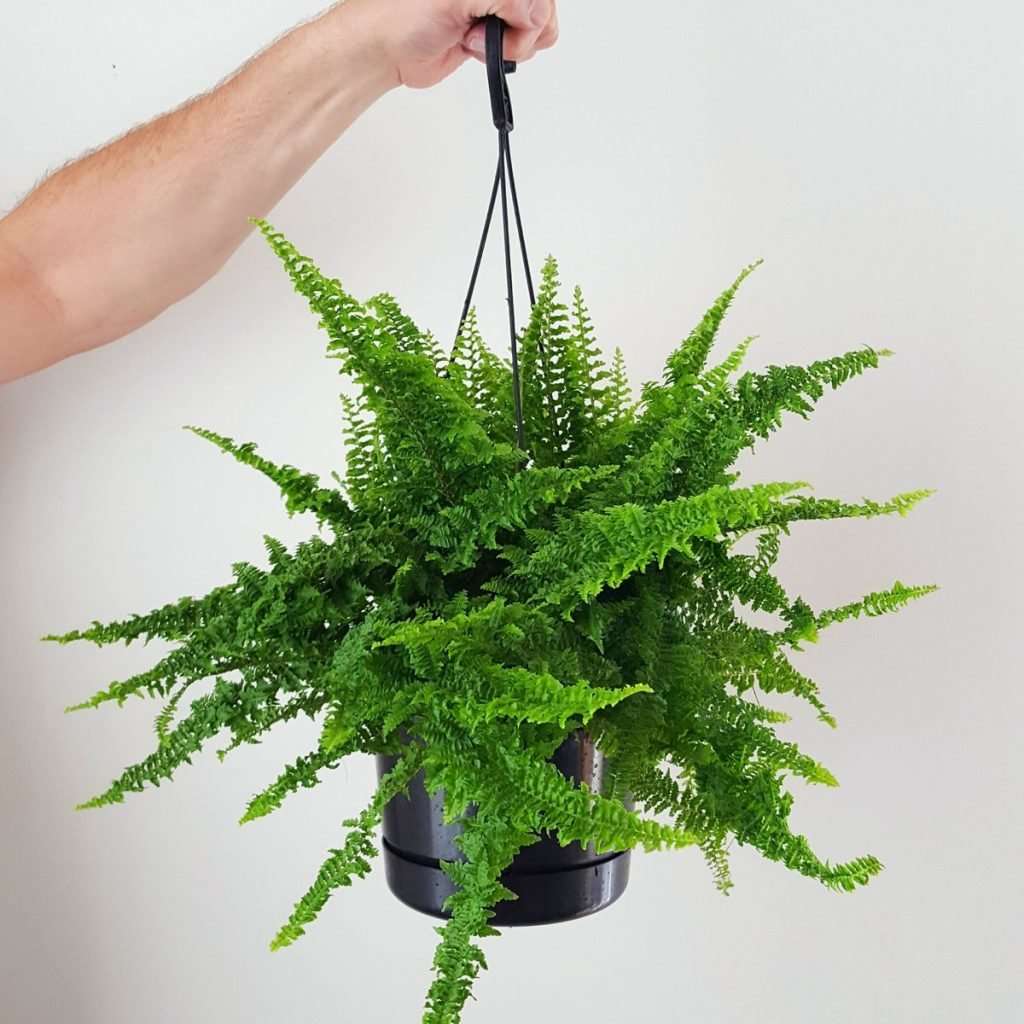 Boston Fern 'Fluffy Ruffles'
