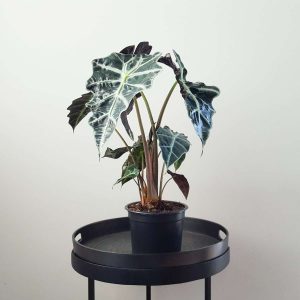Alocasia Plant