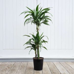 Dracaena White Stripe, Dracaena Ulysses