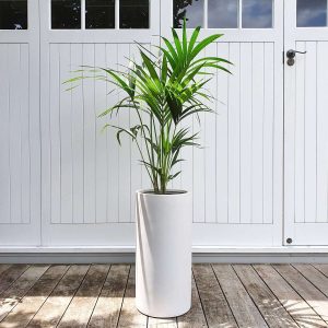Kentia Palm in a tall white pot