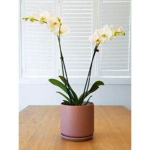 White Orchids in Dusty Rose Oslo Pot