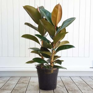 Ficus Robusta, The Classic Rubber Tree