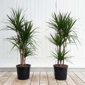 Dracaena Marginata, Tall Indoor Plant