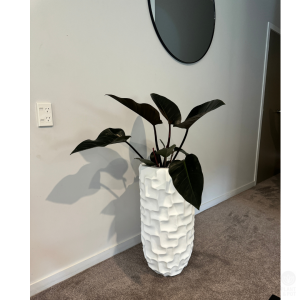 Philodendron Rojo Congo & Stellar Planter duo