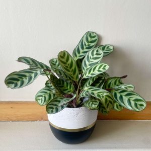 Ctenanthe burle-marxii ‘Amabilis’