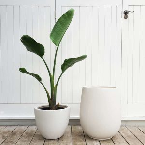 Giant Bird of Paradise in White Plant Pots