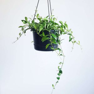 Lipstick Plant Aeschynanthus Splendons