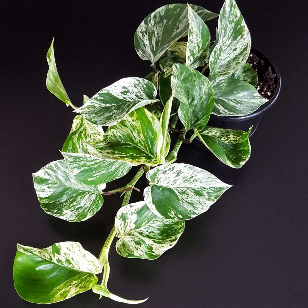 Scindapsus Aureus Marble Queen