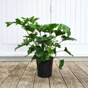 Philodendron Selloum Hope large grade