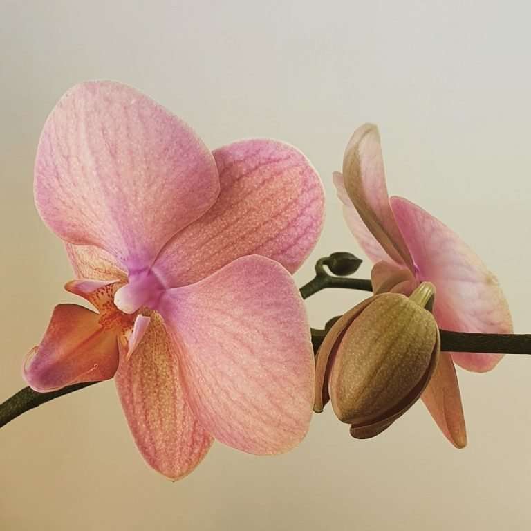 Phalaenopsis Orchid, Moth Orchid