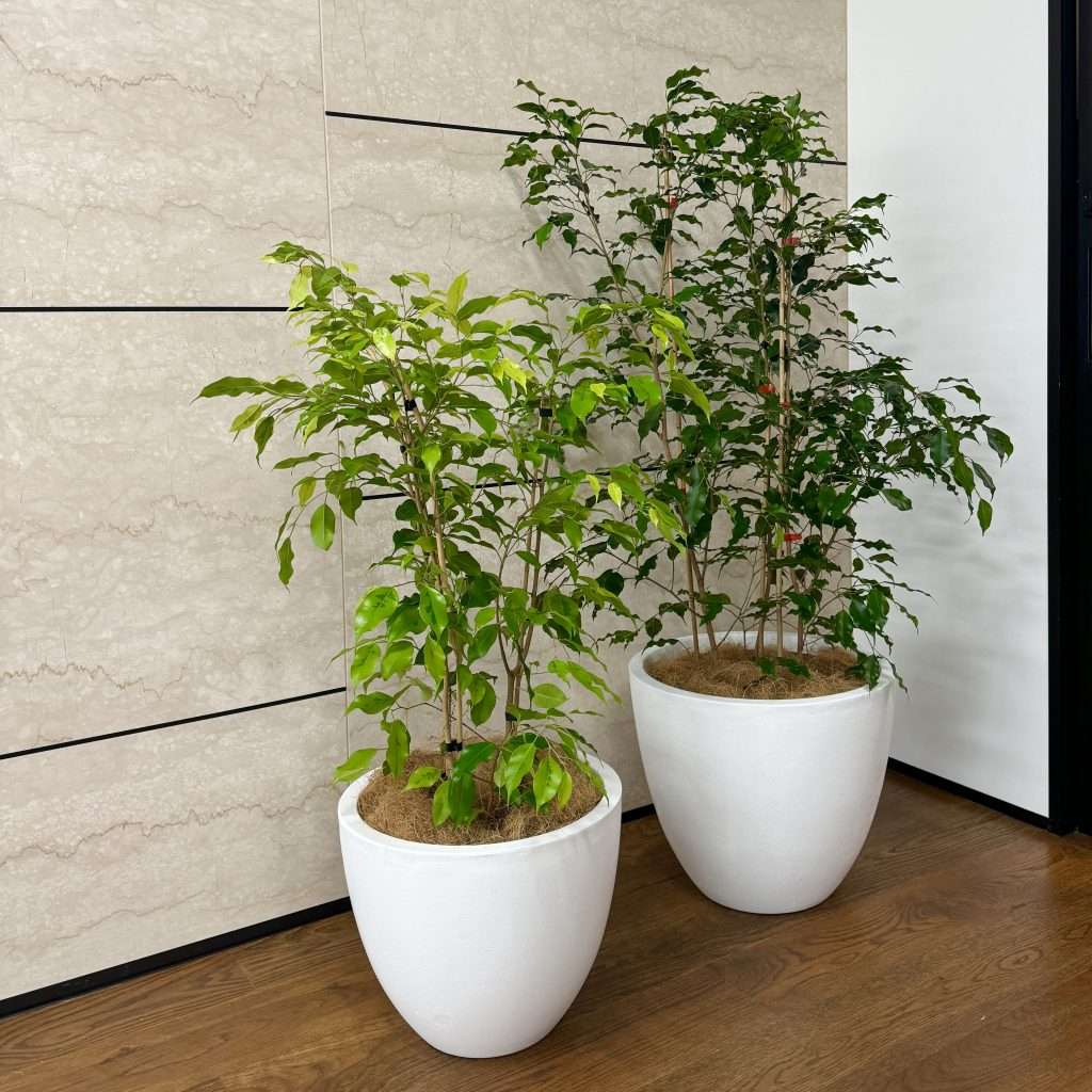 Weeping Fig Duo.