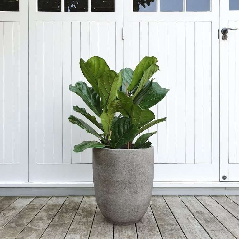 The Hidden Pharmacy in Your Living Room